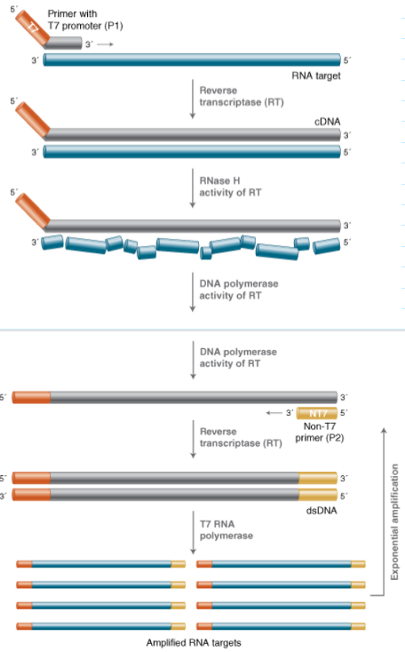 <ul><li><p>Uses amplification through RNA instead of DNA</p></li><li><p>Target molecule can be RNA or DNA</p></li><li><p>Primers are designed to target a region of interest, but one primer includes the promoter sequence for <u>T7 RNA polymerase</u> at the 5' end</p></li><li><p>If RNA Is the target: RNA → cDNA → RNA</p></li><li><p><u>Benefits</u>: RNA sensitivity prevents possible contamination</p></li><li><p><u>Drawbacks</u>: RNA is more sensitive to degradation</p></li></ul><p></p>