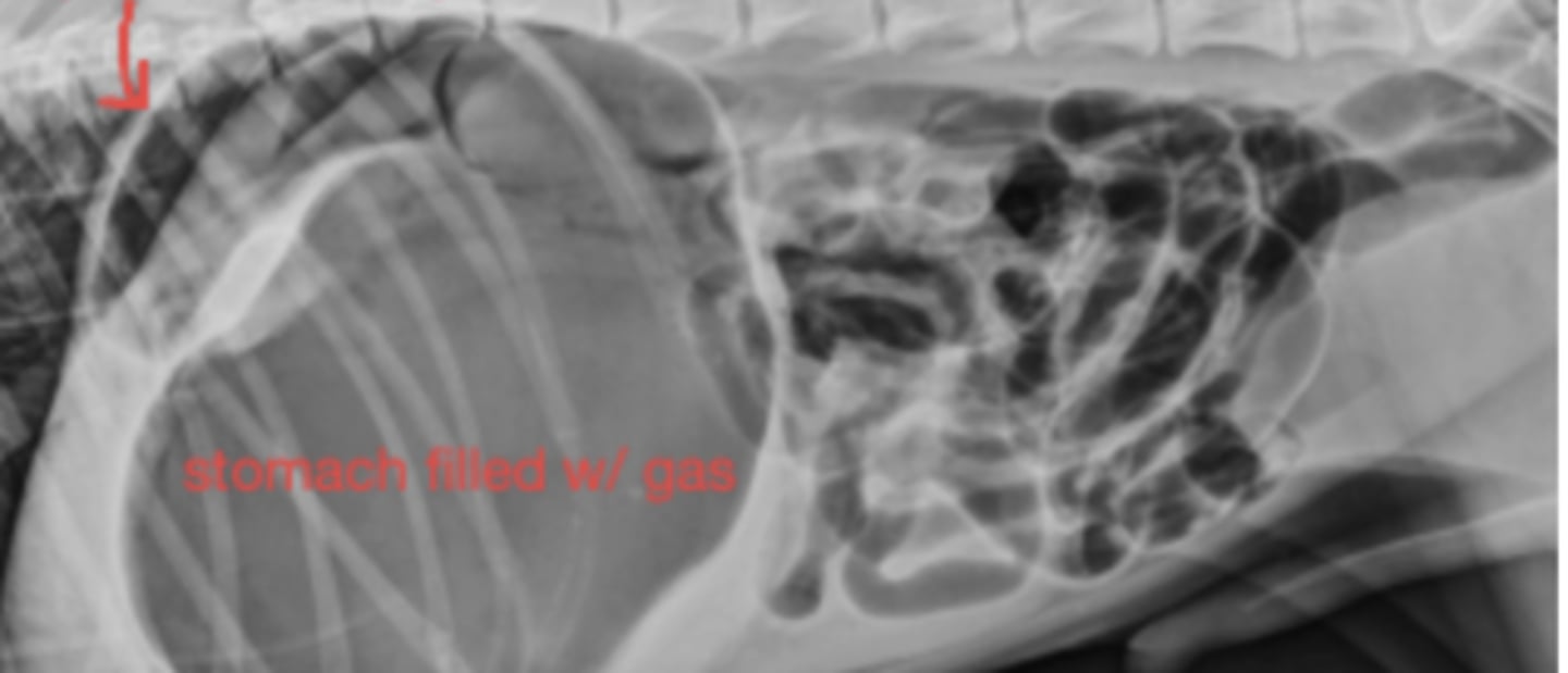 <p>10 yo lab with abdominal distention, panting- what has caused this?</p>