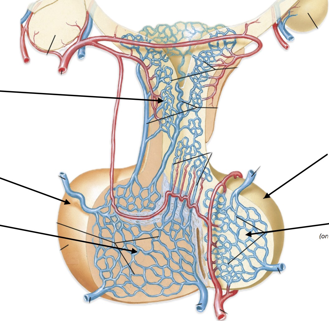 <p>Blood vessel system connecting hypothalamus to anterior pituitary</p>