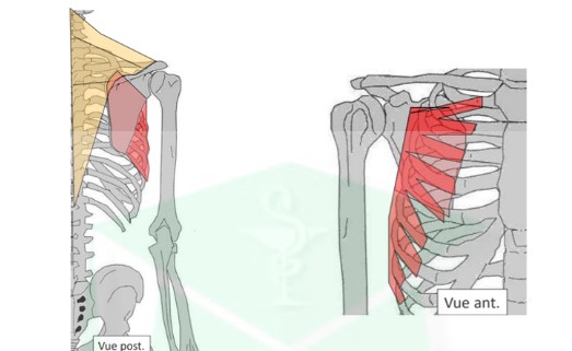 <p>fixateur de la ceinture scapulaire sur paroi latérale du thorax entre côtes/scapula</p><ul><li><p>origine : 1 à 9</p></li><li><p>terminaison : en 3 faisceaux sur l&apos;angle sup, le bord spinal, et l&apos;angle inf de la scapula</p></li></ul>