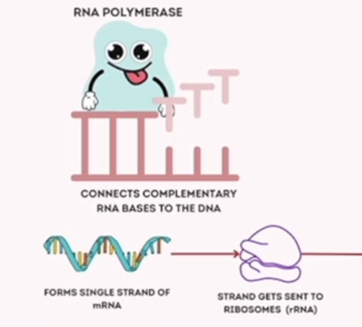 <p>transcription </p>