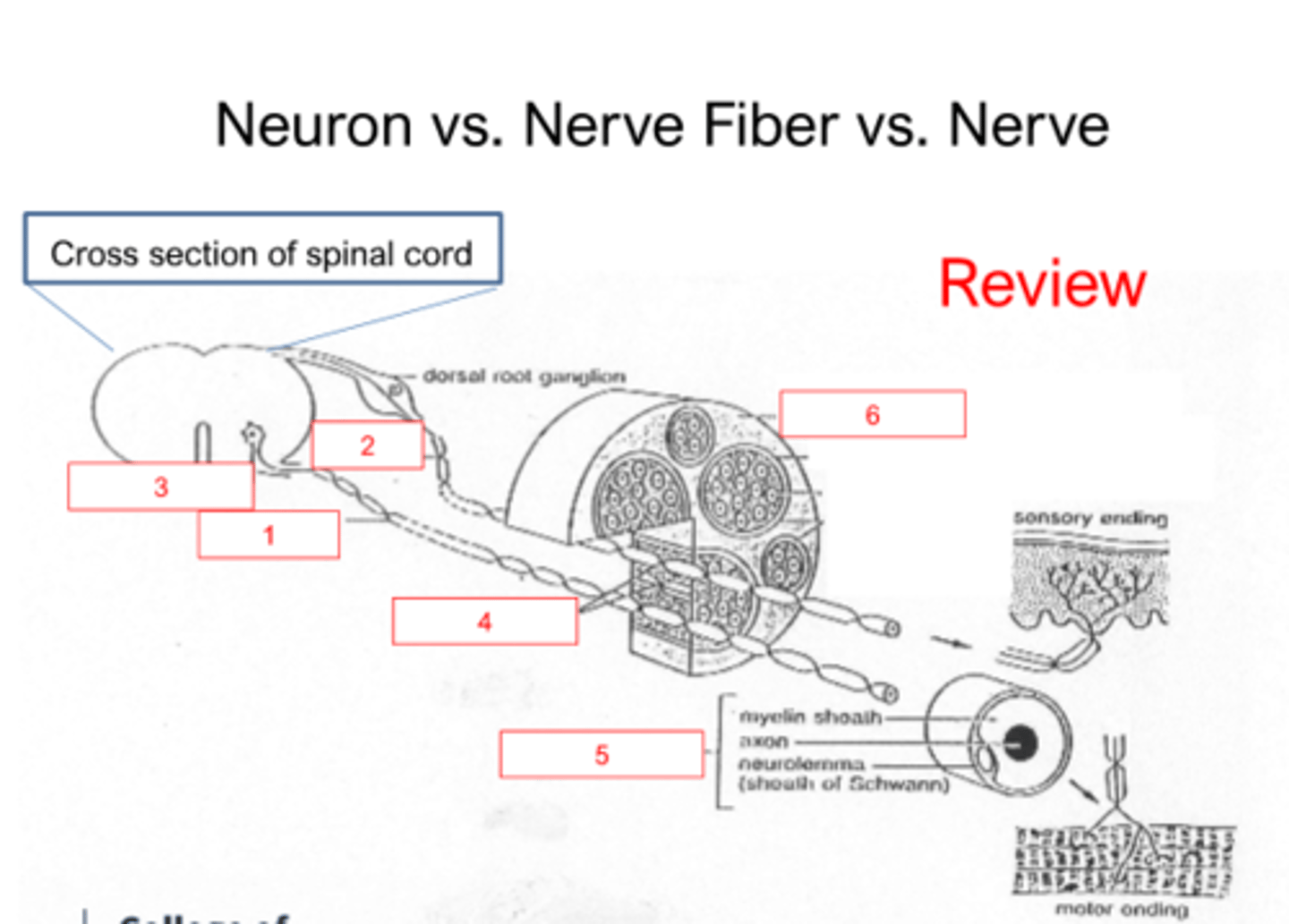 <p>Review</p>