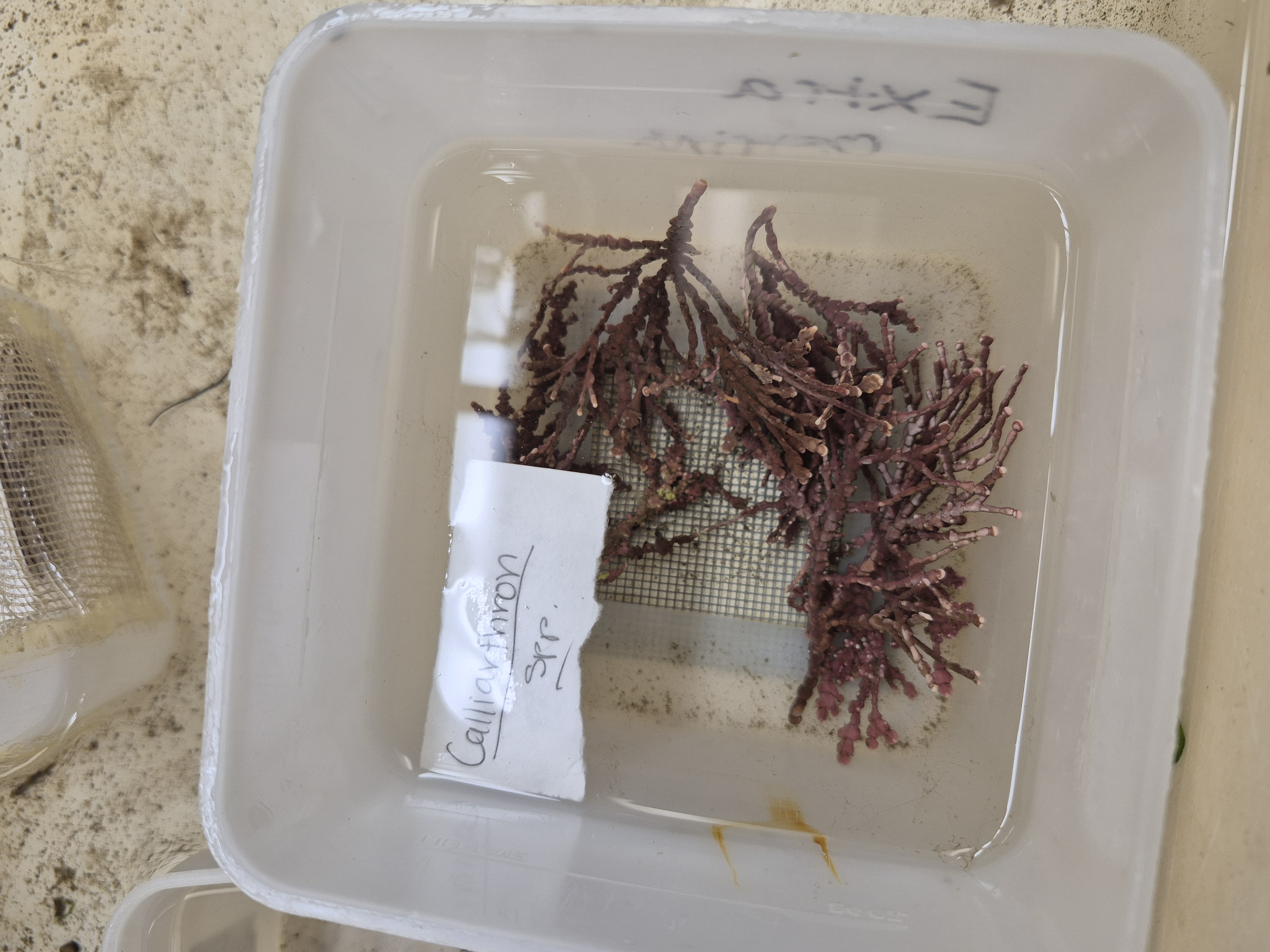 <p>calliarthron</p>