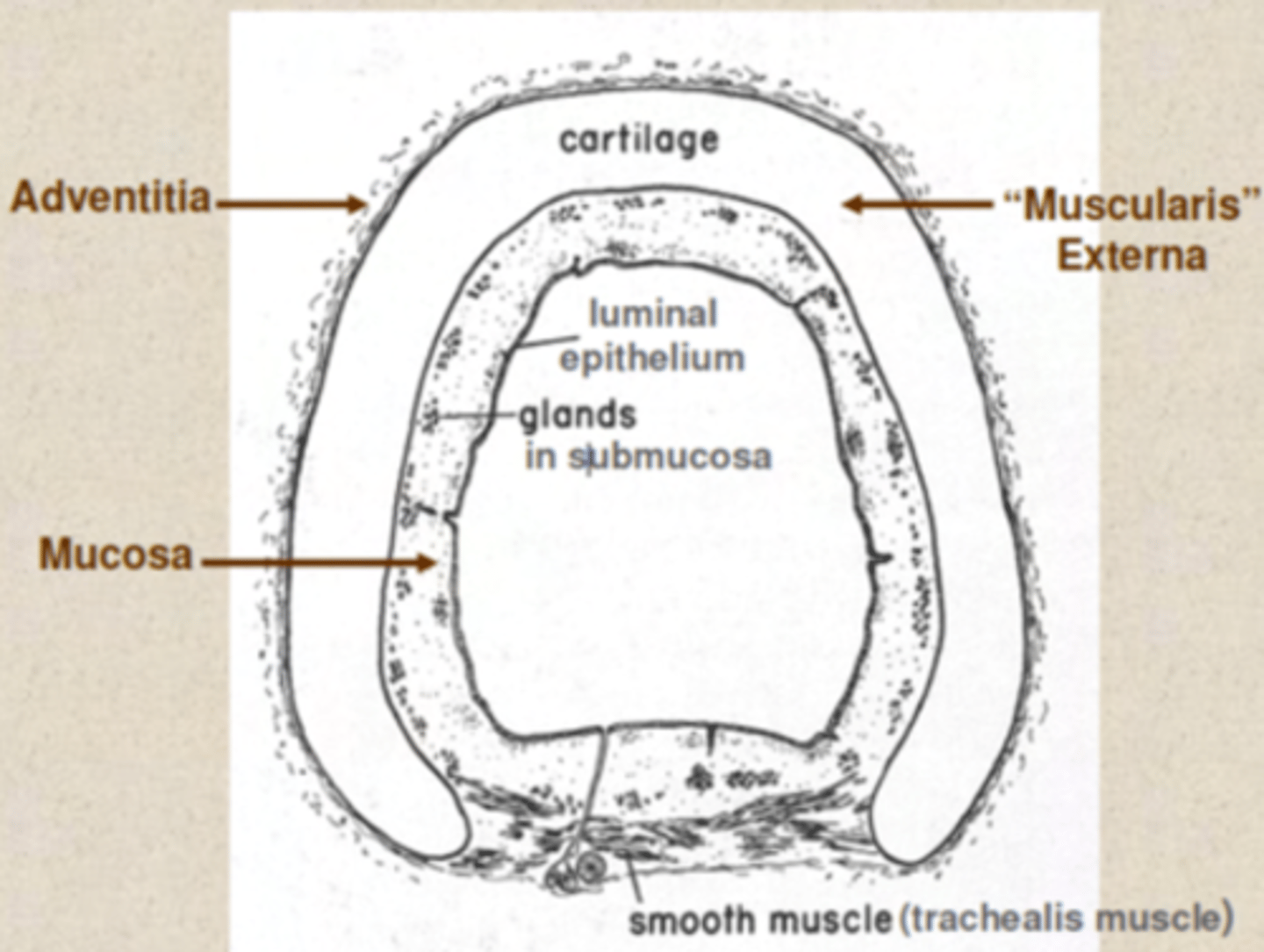 <p>Respiratory epithelium</p><p>containis cilia and some goblet cells. </p><p>cartilaginous rings which maintain its structure.</p><p>Smooth muscle cells surround the airways from the trachea down to the alveolar ducts. </p>