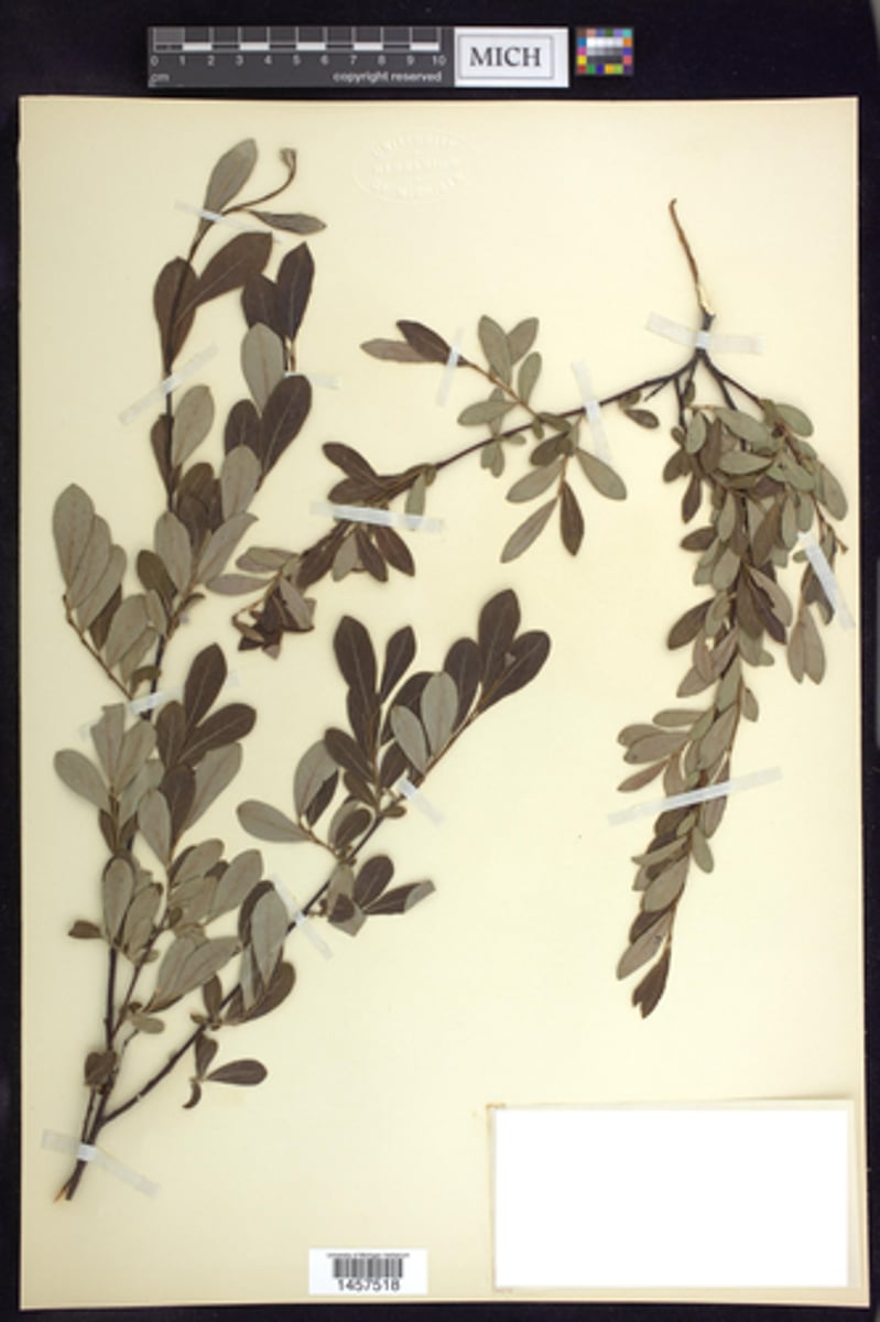 <p>obovate leaves, lighter underside; catkins on short shoots</p>