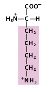 <p>Which amino acid is this (from slides)?</p>