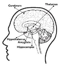<p>The name for the thalamus, hypothalamus, hippocampus, and amygdala grouped together. This grouping was created because all parts are involved in emotion and memory</p>