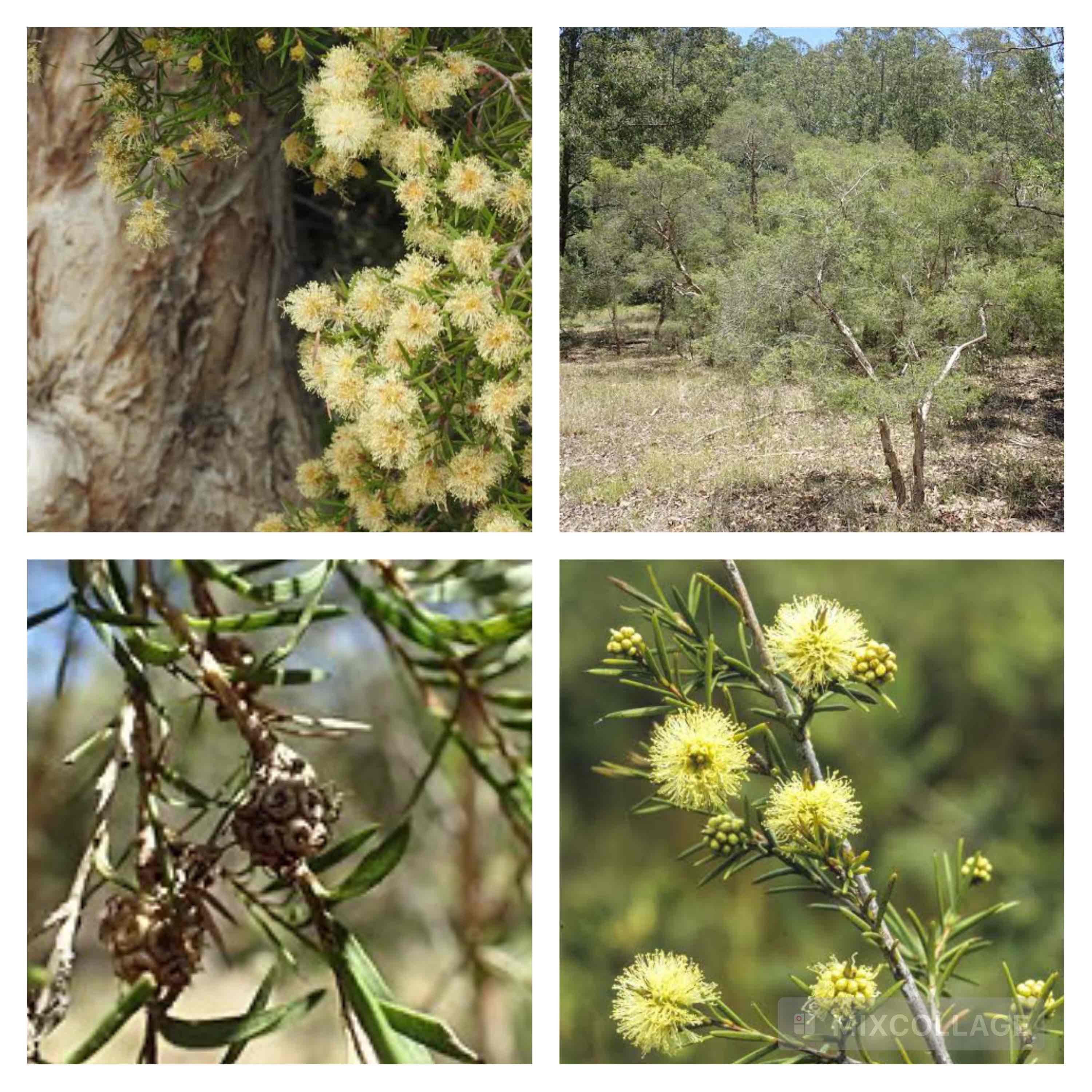 <p>Prickly-leaf paperbark</p>