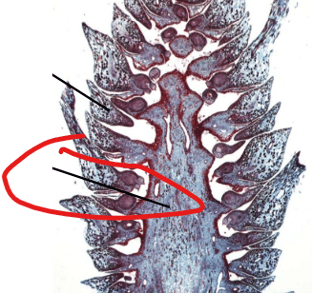 <p>identify and tell ploidy</p>