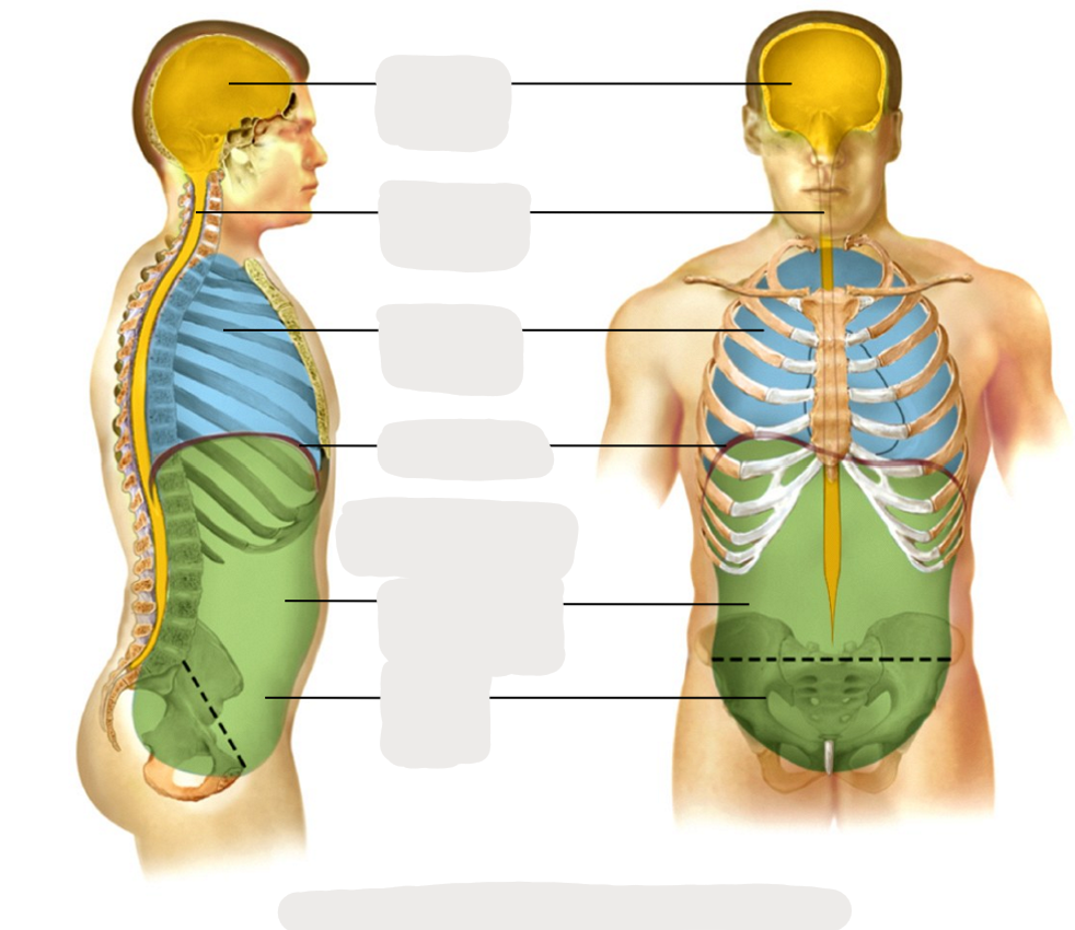 <p>Pelvic Cavity </p>