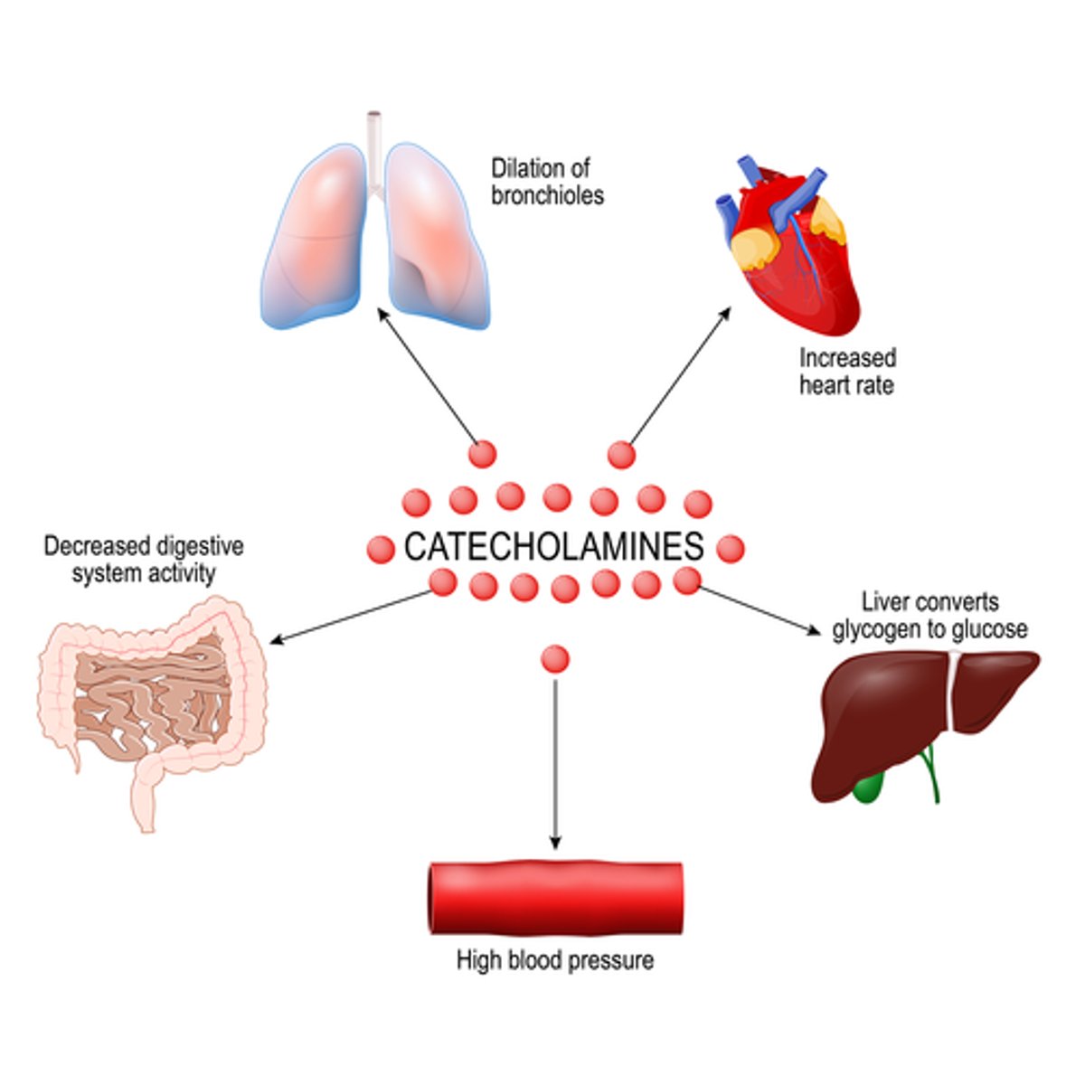 <p>Tx: catecholamines (low dose), IV fluid resuscitation (we are currently too vasodilated, therefore vasoconstrictors are used)</p>