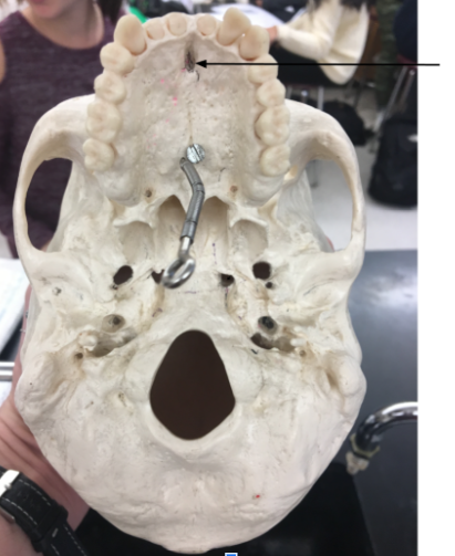 knowt flashcard image