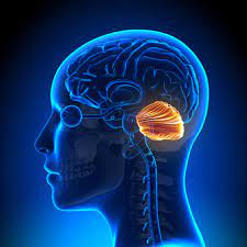 <p>The cerebellum is a part of the hind brain that plays a key role in coordinating __________ and is essential for balance and motor control.</p>