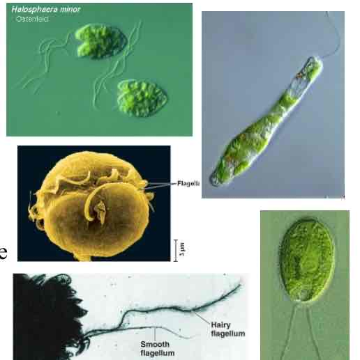 <p>Eukaryotic Flagella</p>