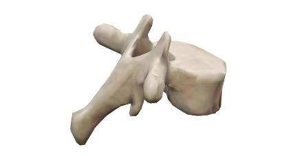 <p>Which Region does this vertebra belong too?</p>