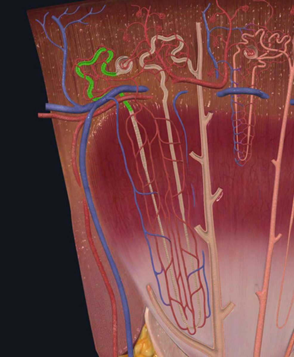 <p>ID Structure Highlighted Green</p>