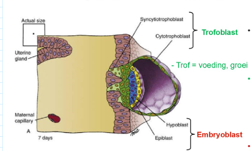 <ul><li><p>op dag 7: net uitgekomen blastocyst maakt contact met uteriene endometrium &amp; begint te implanteren</p></li><li><p>trofoblast op embryonale pool van blastocyst</p><ul><li><p>vermenigvuldigt zich om invasieve syncytiotrofoblast te vormen → begint blastocyst in uteriene wand te trekken</p></li></ul></li><li><p>embryoblast = bilaminair → bestaat uit:</p><ul><li><p>epiblast</p></li><li><p>hypoblast</p></li></ul></li></ul><p>→ bilaminaire kiemschijf</p><p></p>