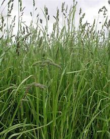 <p>perennial bunchgrass</p>
