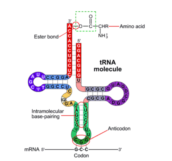 <ul><li><p>transfer RNA</p></li><li><p>vital for bringing amino acids in to form a polypeptide chain</p></li><li><p>clover shape due to intermolecular forces that cause it to fold in on itself</p></li><li><p>ester bond attaches amino acid on top</p></li><li><p>anti-codon at bottom that matches to codon</p></li></ul><p></p>