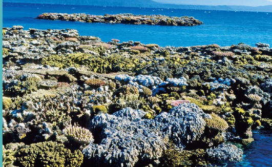 <p>fringe reef</p>
