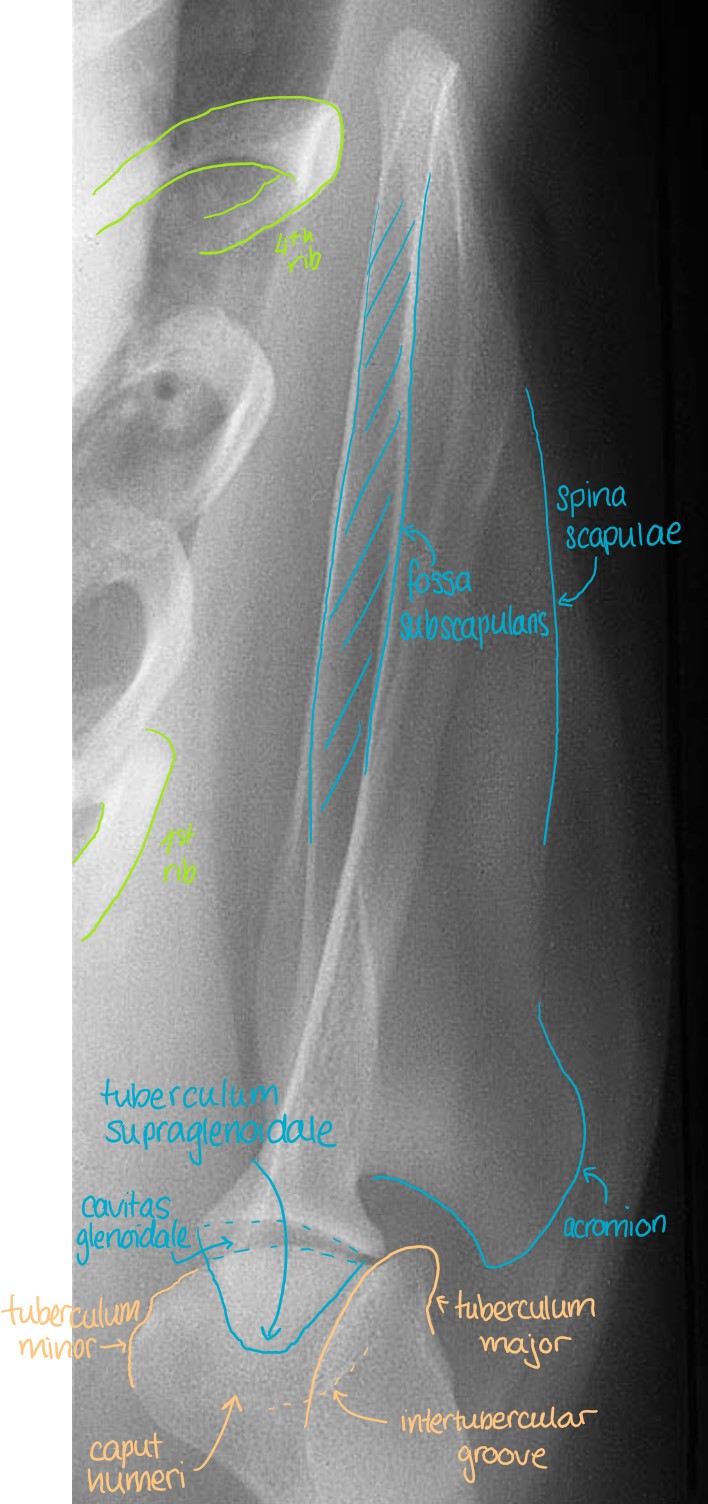 Caudo-Cranial Projection of the Scapula