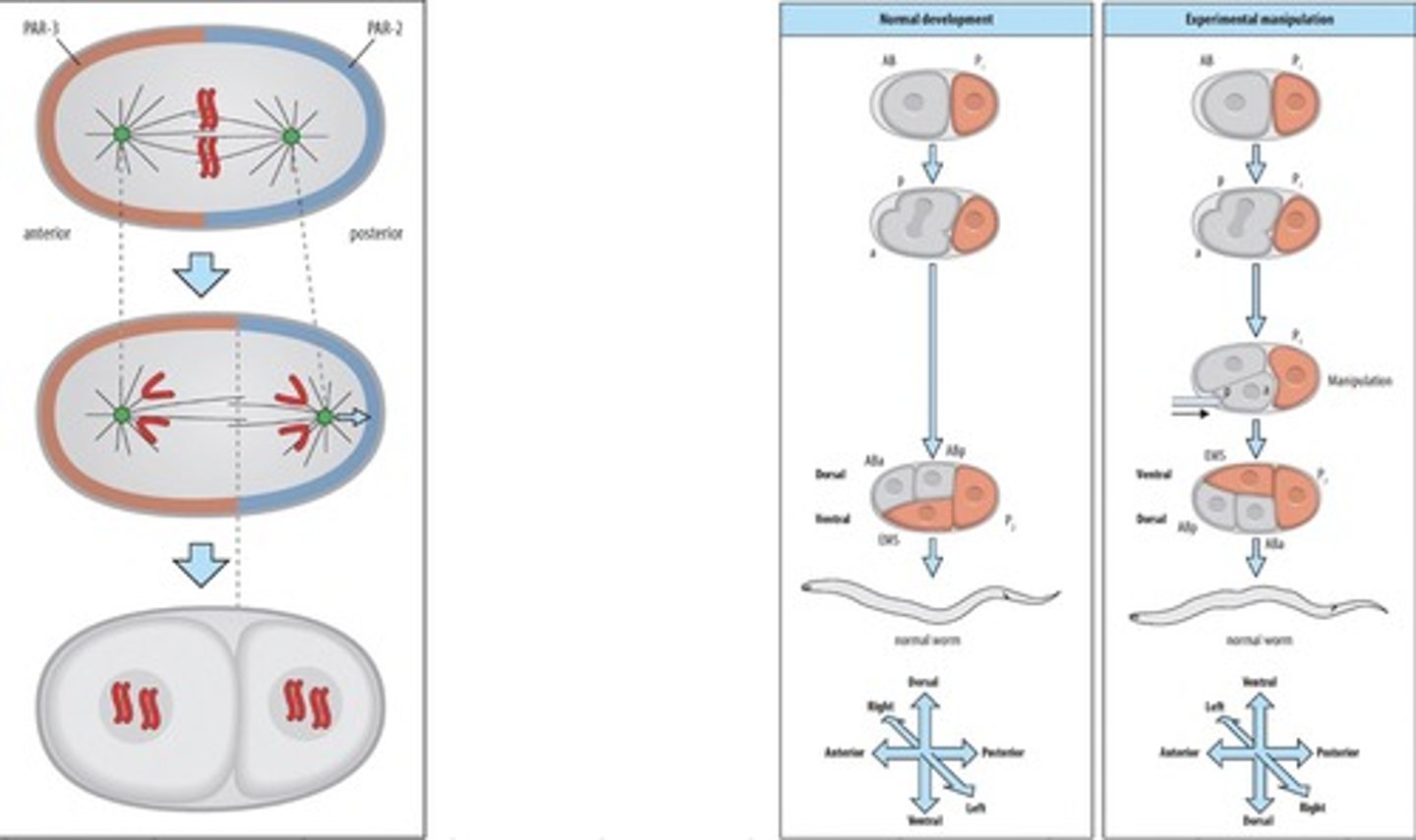<p>The relative position of the cells is changed by simply prodding the cells -&gt; this can lead to the ABA cell lying posterior and the ABP lying anterior</p><p>These will then go on to produce the lineage according to their new position, this would be impossible if they would contain determinants</p><p>The EMS cell is formed by what originally would have been the P2 cell -&gt; so also here there is no fixed determinant</p>