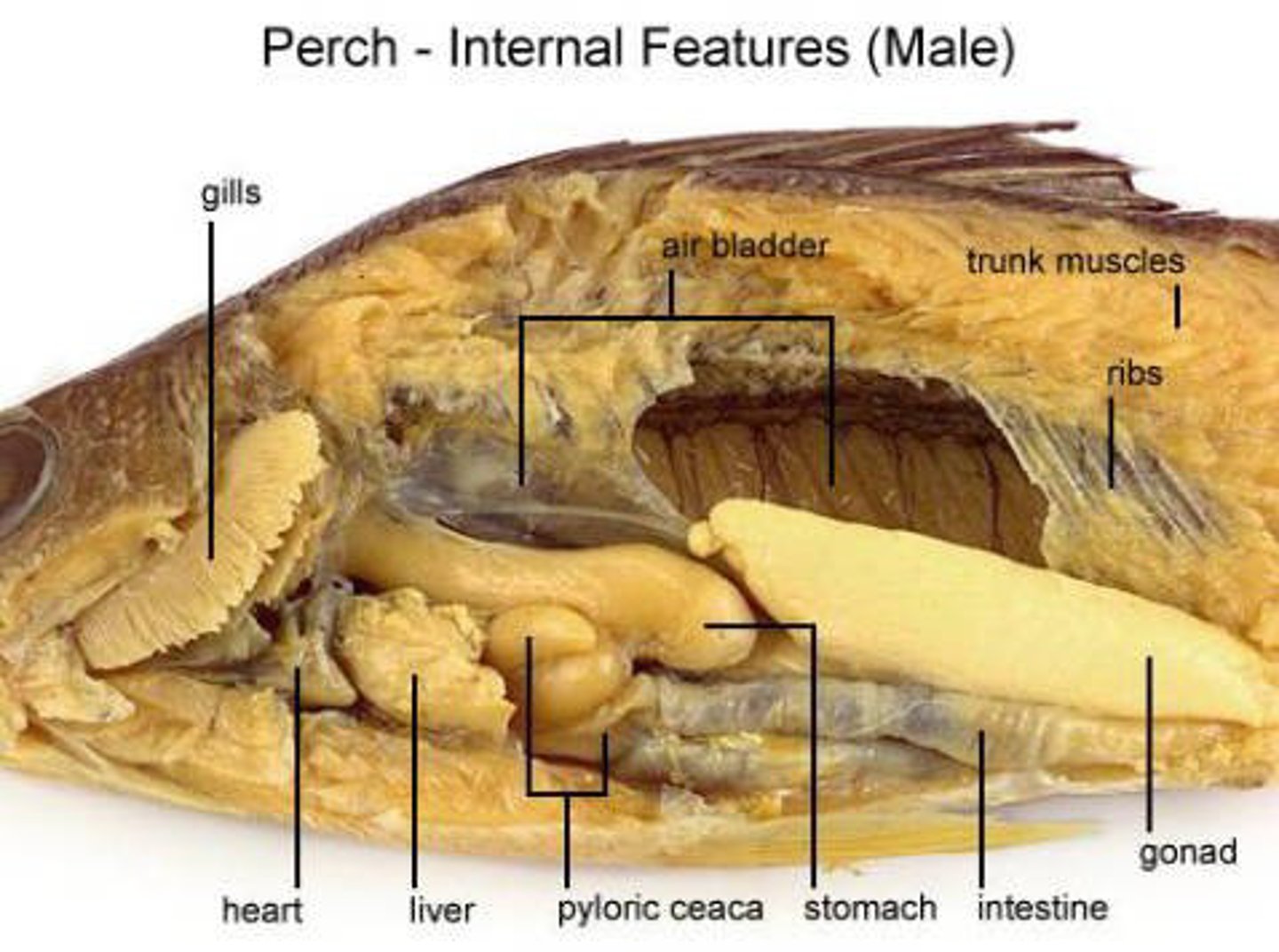<p>breathe underwater via gas exchange</p>