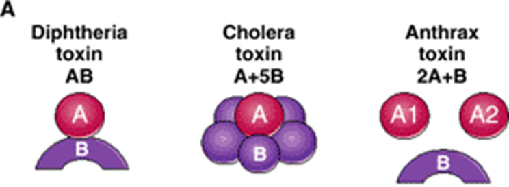 <ul><li><p>Diphtheria- AB</p></li><li><p>Cholera- A+5B</p></li><li><p>Anthrax- 2A+B</p></li></ul><p></p>