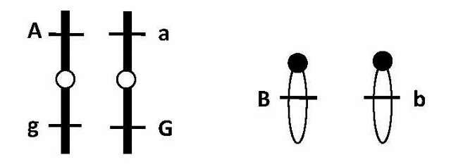 The diagram below shows three genetic loci. Please answer the following questions about these three genes.

Mark each as true or false.

The A/a and B/b loci assort independently.