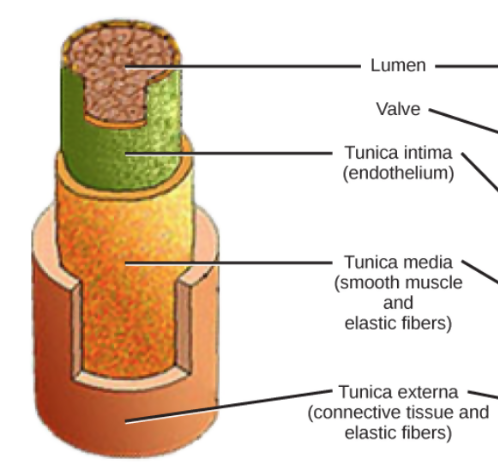 <ul><li><p>consist of three layers:</p><ul><li><p>tunica externa, tunica media, tunica intima</p></li><li><p>tunica externa→ made of collagen to provide rigidity and overprotection</p></li><li><p>tunica media→ layer of muscle cells strengthening arteries so they can withstand high pressure. elastic tissue maintains blood pressure</p></li><li><p>tunica intima→ endothelial layer- one cell thick</p></li></ul></li></ul>