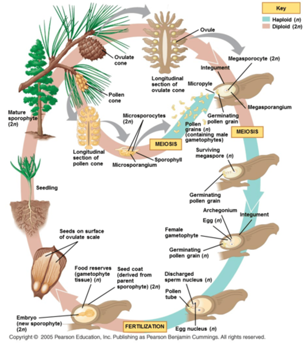 <p>Produce simple pollen cones + more complex ovule bearing cones</p><p>Gnetales Phylum:</p><p>1. Gnetum: unusual broad leaves, Africa or Asia</p><p>2. Ephedra: Arid regions of Southwest US, adaptations to conserve H20</p><p>3. Welwitschia: Grows in costal Namib desert of SW africa</p>