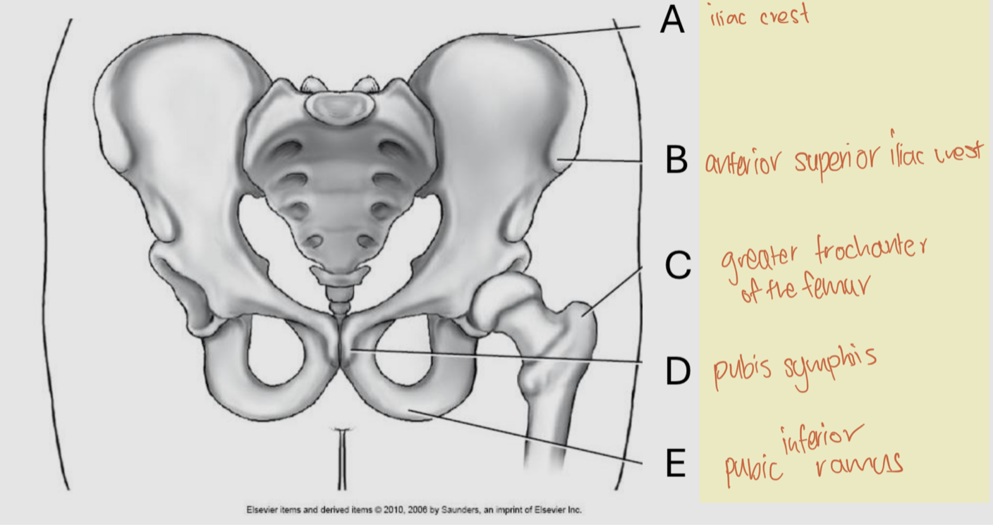 <p>A: Iliac crest<br>B: Anterior Superior Iliac Spine<br>C: Greater trochanter<br>D: Pubis symphysis<br>E: Pubic inferior ramus</p>