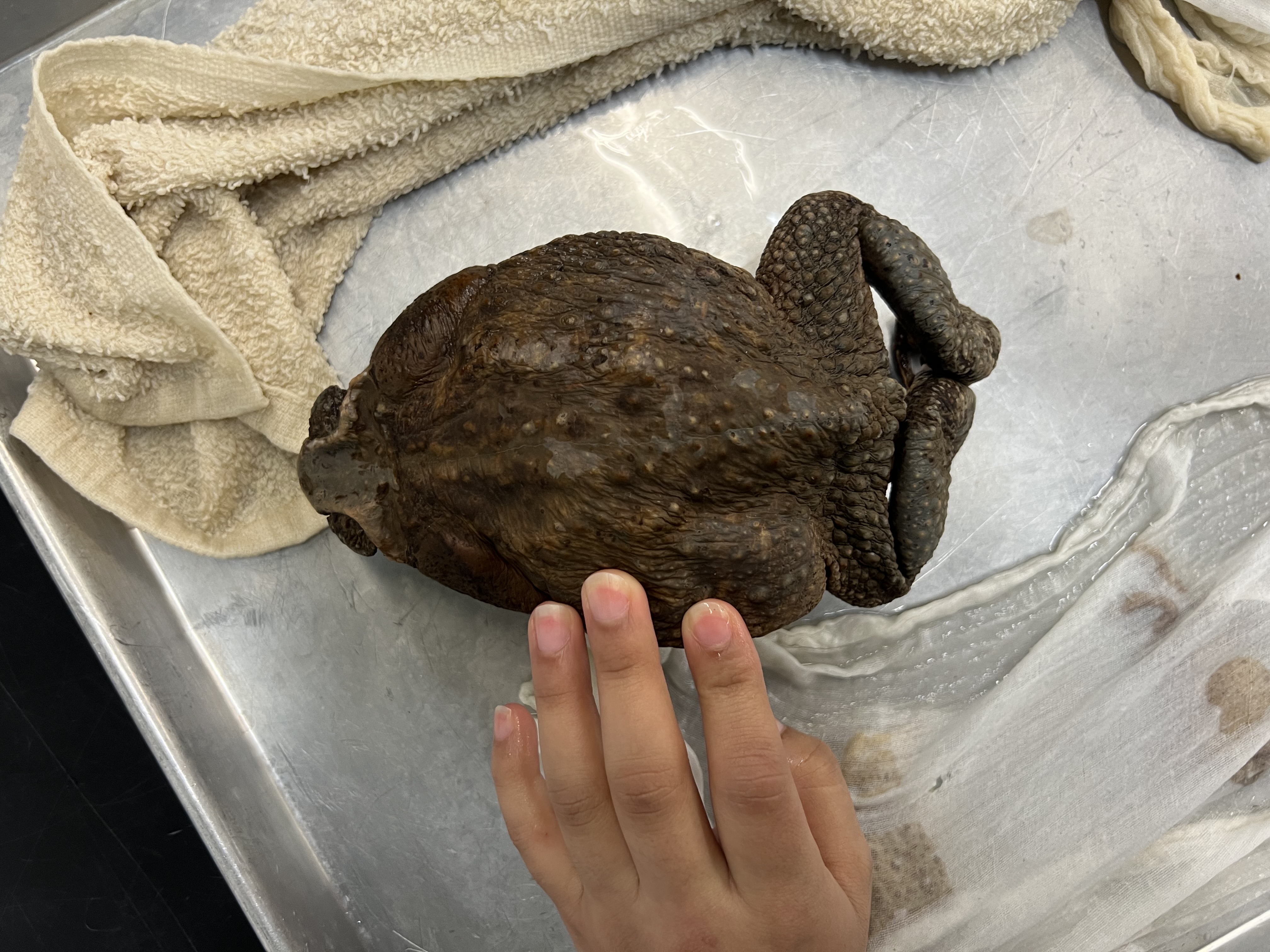 <p>What’s the <strong>family</strong> name?</p>