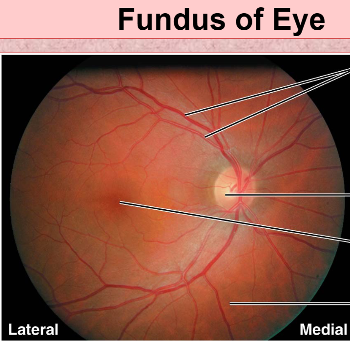 <p>Inside back surface of eye</p>