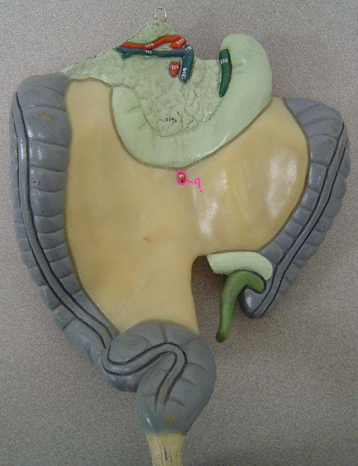 <p>what blood vessel is this? (in pink) (<span><span>supplies large intestine)</span></span></p>