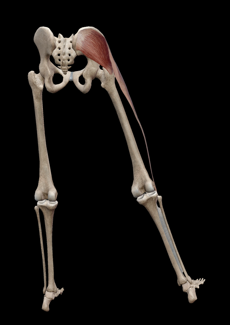 <ul><li><p>tensor fascia latae</p></li><li><p>gluteus medius</p></li><li><p>gluteus minimus</p></li></ul><p></p>