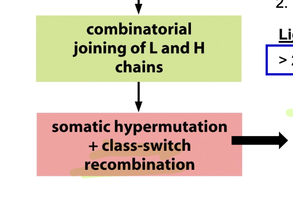 <p>purposeful mutations of antibody genes in cells that recognize an antigen to create even more effective antibodies (higher affinity)</p><ul><li><p>the few produced that are more effective are selected for expansion</p></li></ul><p></p>