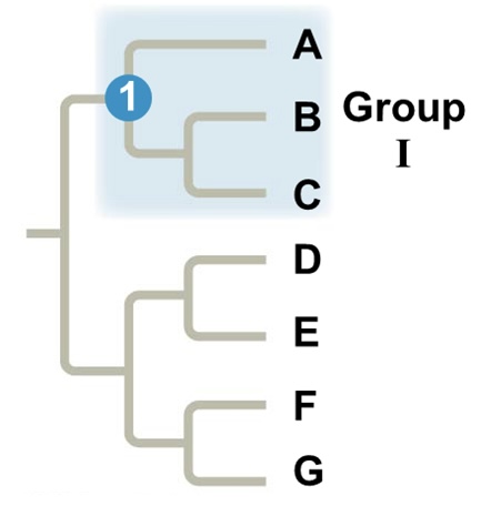 <p>Monophyletic group (clade)</p>