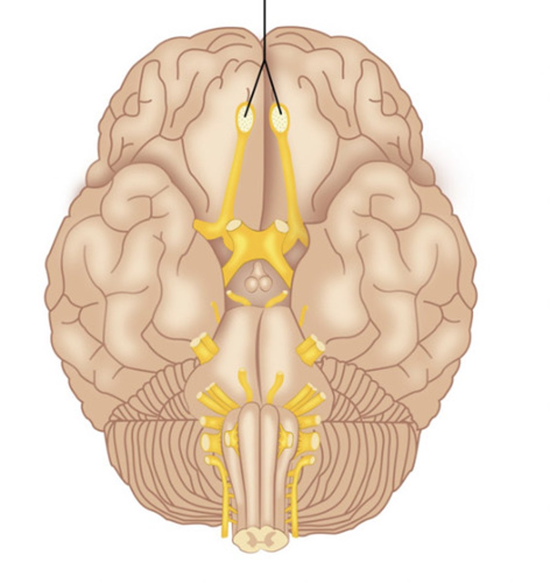 <p>Olfactory Nerve</p>