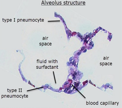 <p>example of tissue where more than one cell type is present</p><ul><li><p>type I and II pneumocytes, blood capillary cells, erythrocytes</p></li><li><p>different adaptations required for overall function of tissue</p></li></ul><p></p>