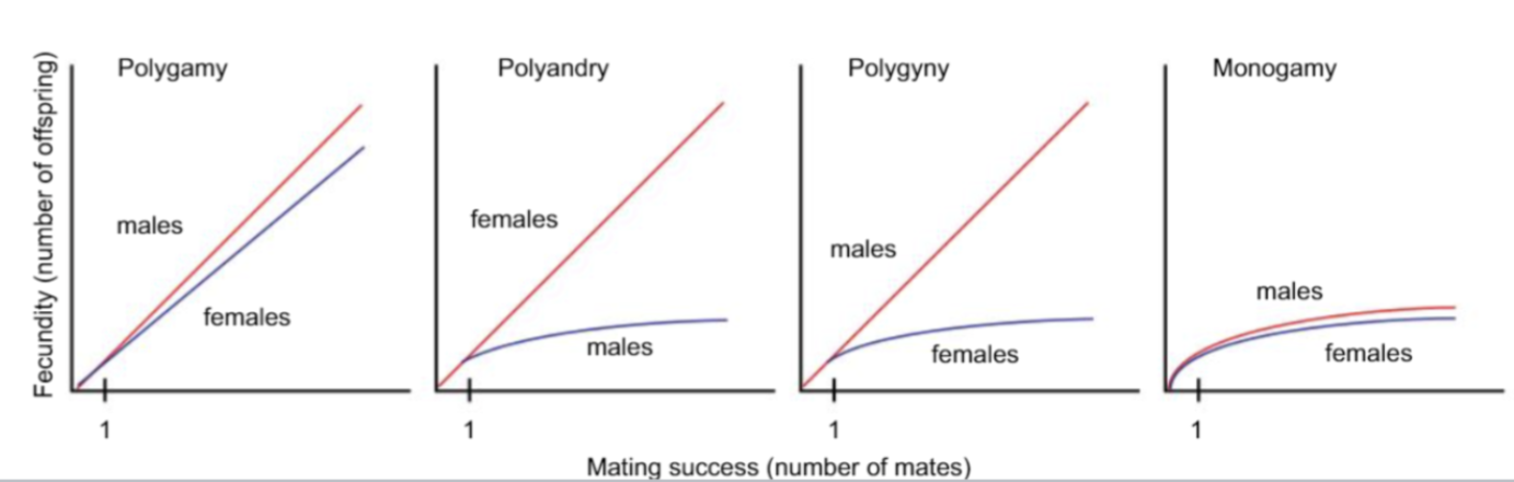 <p>Lines represent sexual selection gradient, what are they selected for (e.g coloration)</p><p>Steeper slope = sexual selection is acting upon system </p>