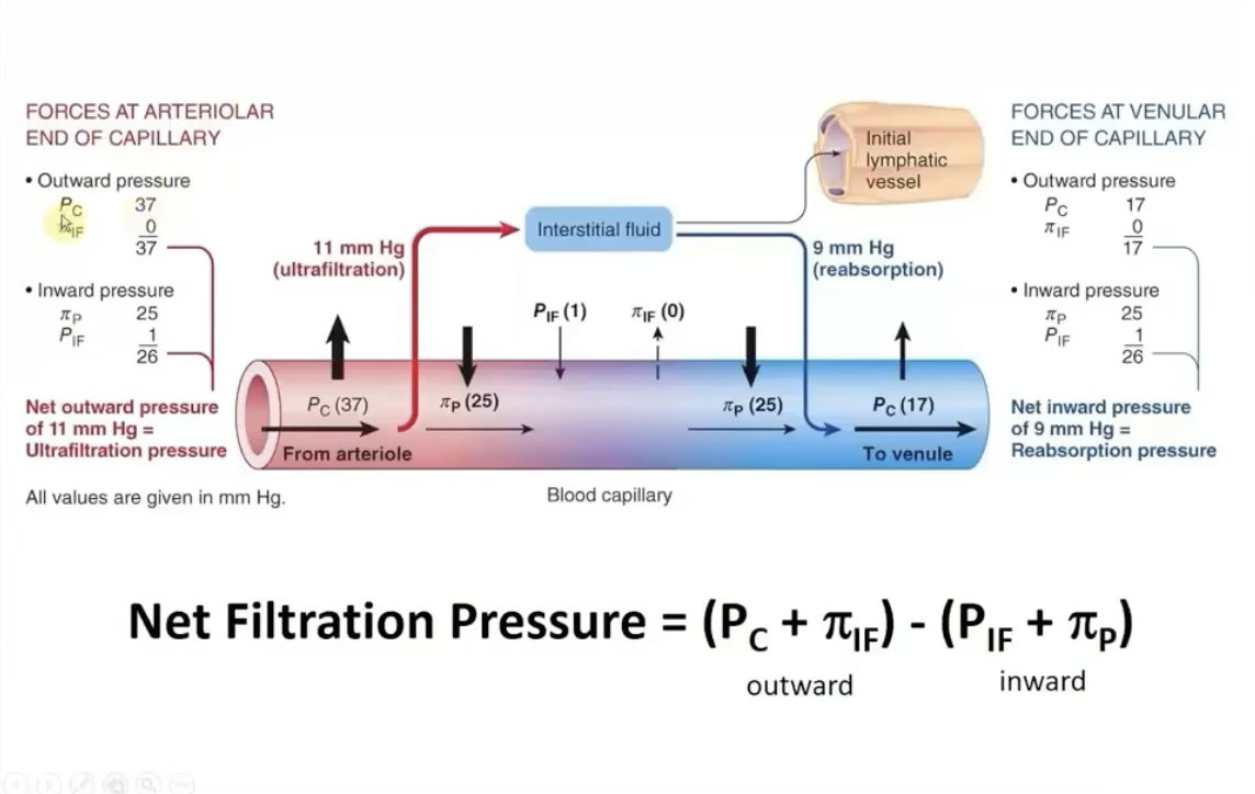 <p><strong>out:</strong> capillary blood pressure and interstitial fluid colloid osmotic  pressure</p><p></p><p><strong>in:</strong> plasma-colloid osmotic pressure and interstitial fluid hydrostatic pressure</p>