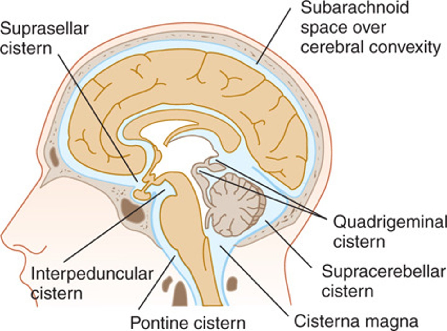 <p>enlarged spaces within the subarachnoid space that act as reservoirs facilitating CSF circulation</p>