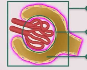 <p>Kapsul yang mengelilingi glomelurus</p>