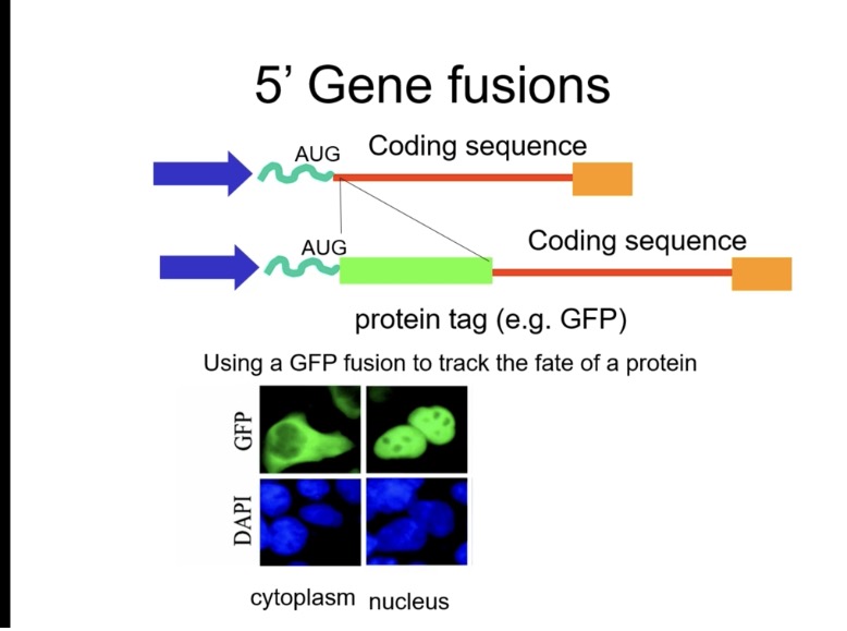 <p>Main question: Where did the protein go in the cell? Is it in the nucleus, or on the cell membrane??</p><p></p><p><span>GFP is added when you build the recombinant vector, in vitro:</span></p><ul><li><p><span>You design the plasmid so that:</span></p><ul><li><p><span>GFP is already in the vector, or</span></p></li><li><p><span>your gene is fused to GFP (gene–GFP fusion)</span></p></li></ul></li></ul><p></p><p>Fuse the gene to a reporter like GFP (green fluorescent protein).<br></p><p>When expressed, the fusion protein emits green fluorescence, allowing visualisation under a fluorescence microscope → detect nuclear, cytoplasmic or membrane localisation.</p>