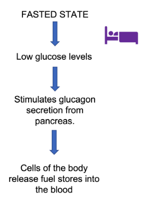<p>Glucagon is a hormone that is release by the alpha cells in the pancreas in response to low blood glucose, or a fasted state. &nbsp;A fasted state can occur when food has not been consumed for a while, like after sleeping at night. &nbsp;Glucagon acts on tissues in the body to stimulate the production and release of glucose from storage. &nbsp;In muscle cell, glucagon causes glycogen, a glucose storing molecule, to break down, and glucose to be released. In the liver, it stimulates the production of new glucose molecules through gluconeogenesis, an enzymatic process that the liver has to make glucose. &nbsp;Glucagon is a peptide hormone. &nbsp;</p>