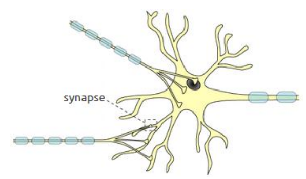 <p>= connections between neurons </p><ul><li><p>typical neuron of the cortex creates thousands of synapses with other neurons </p><ul><li><p>Dendrites &amp; cell body are covered with synapses </p></li><li><p>Axons usually have synapses only at the axon terminal</p></li></ul></li></ul><p>New connections between neurons = structural foundation for learning</p><p></p>