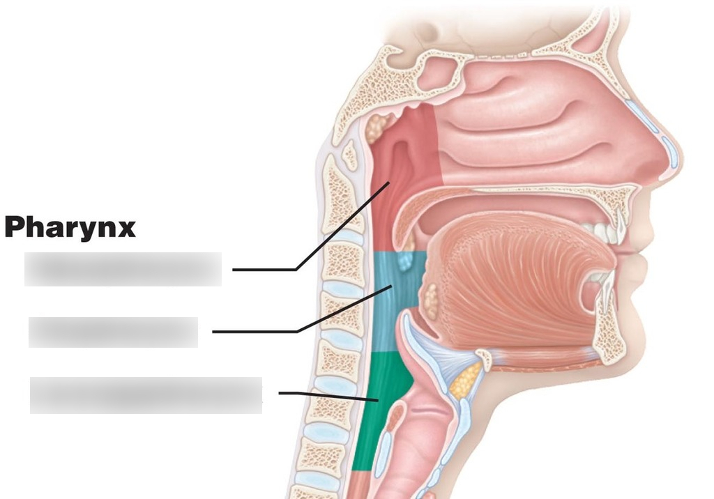 what is the green portion 