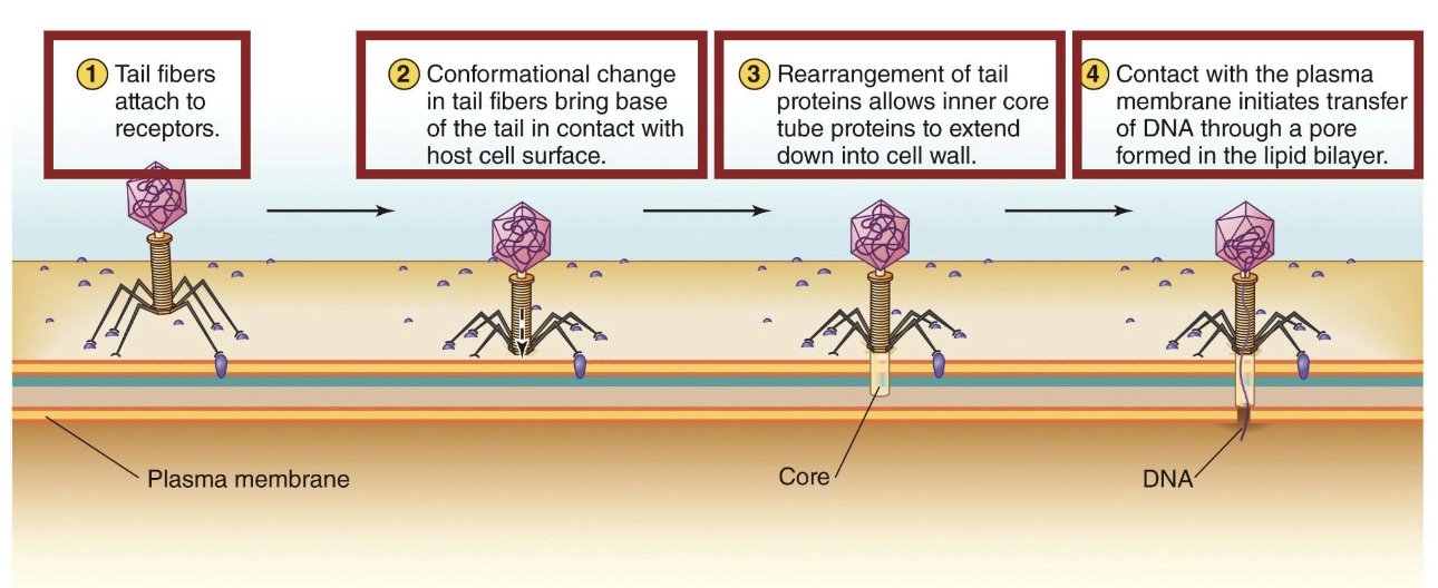 <ol><li><p>Tail fibres attach to receptors</p></li><li><p>Conformational change in tail fibers bring base of the tail in contact with host cell surface</p></li><li><p>Rearrangement of tail proteins allows inner core tube proteins to extend down into cell wall</p></li><li><p>Contact with the plasma membrane initiates transfer of DNA through a pore formed in the lipid bilayer</p></li></ol><p></p>