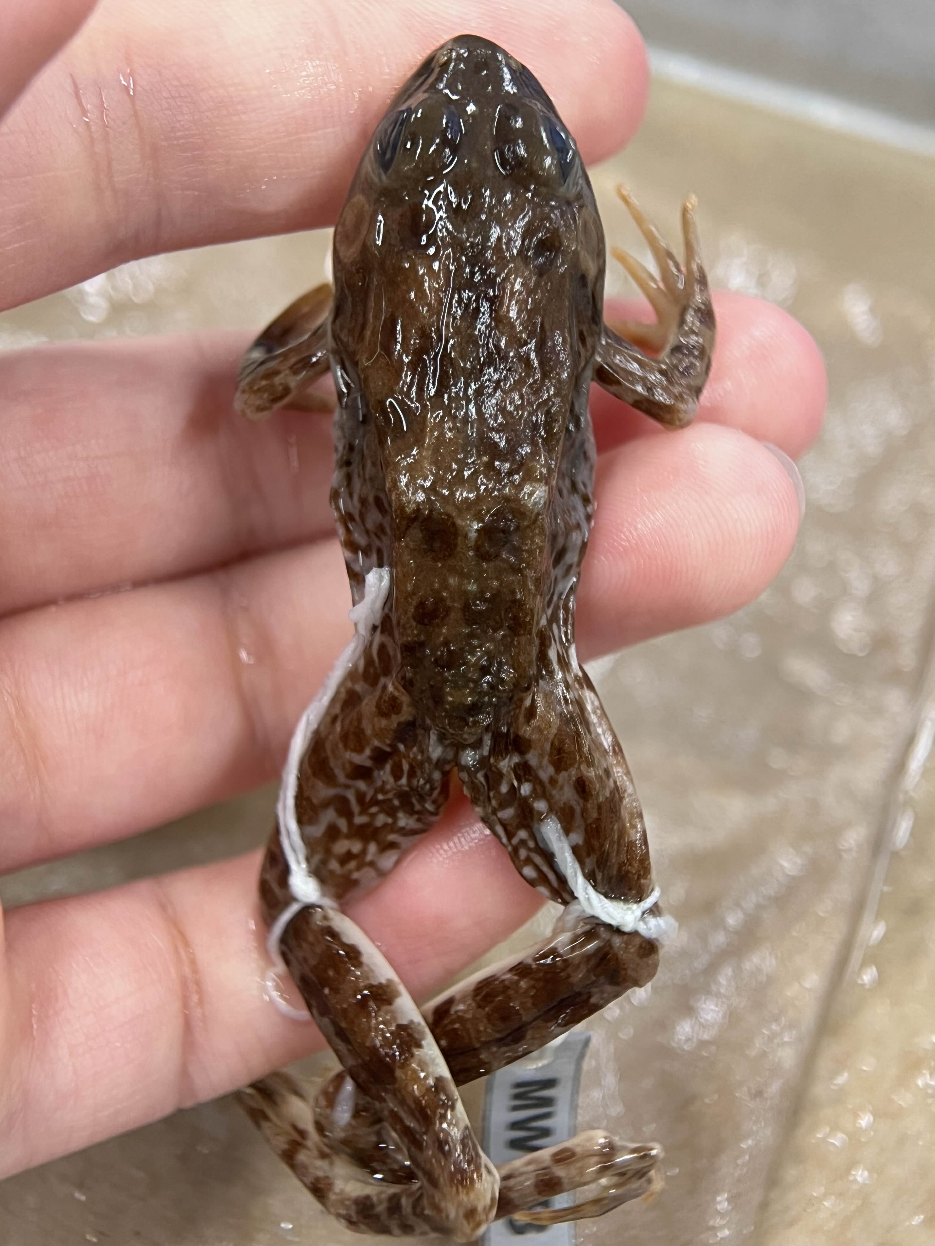 <p>Family + species?</p><ul><li><p><strong>dorsolateral fold segmented </strong></p></li><li><p>not as heavily spotted</p></li><li><p>leopard spotting</p></li><li><p>introduced</p></li></ul><p></p>